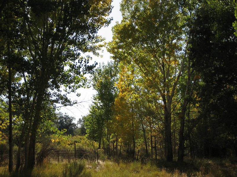 Forest Grove The Parks at Deer Hollow